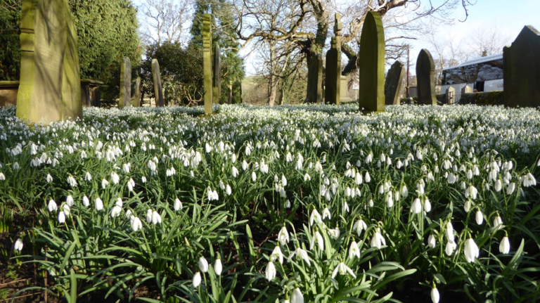 Our famous snowdrops
